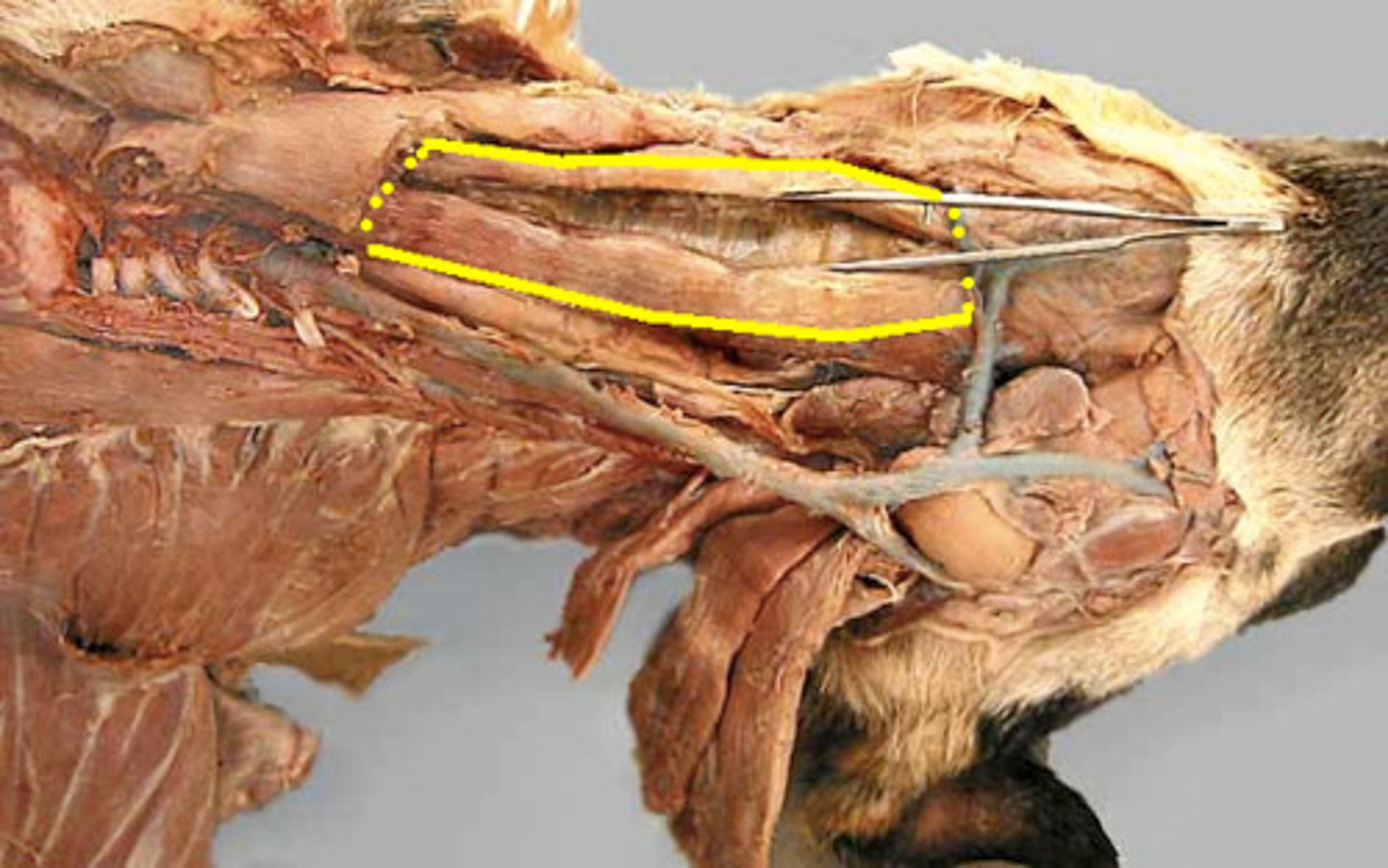 <p>Attachments: cranial sternum, basihyoid bone</p><p>Action: pull tongue and larynx caudally</p>