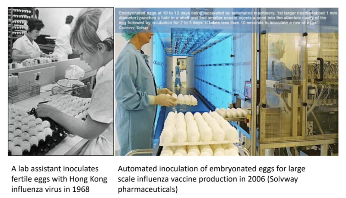 <p><strong>Influenza virus vaccines</strong> are produced through inoculation of embryonated eggs to date, specifically <strong>flu viral components, e.g., antigens</strong></p><p><em>*Embryonated eggs at 10-12 days; 1st larger needle punching a hole in shell; 2nd smaller needle inject virus seed into allantoic cavity, followed by 2-3 days incubation</em></p>
