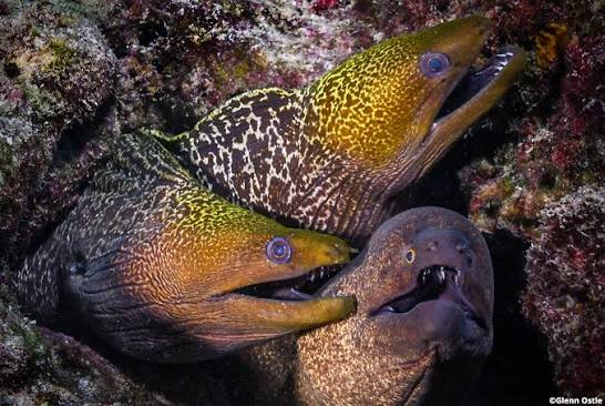 <p>Order Anguilliformes</p>