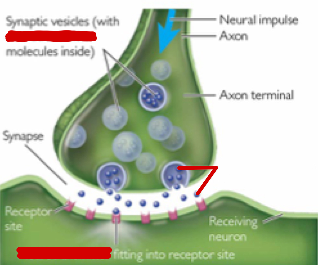 <p>Chemical messengers that allow neurons to communicate</p>