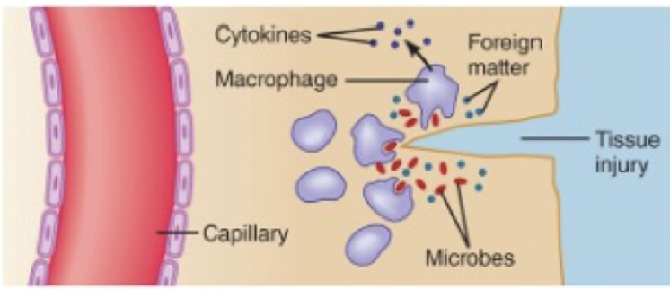 <p>Macrophages are phagocytes that perform phagocytosis aka engulf foreign material.</p><p></p><p>They have receptors that detect pathogens (PRRs). The receptors grab a hold of bacteria &amp; begin phagocytosis</p><p></p><p>They then release cytokines; Small signalling protein that signal other immune cells, which causes inflammation</p>