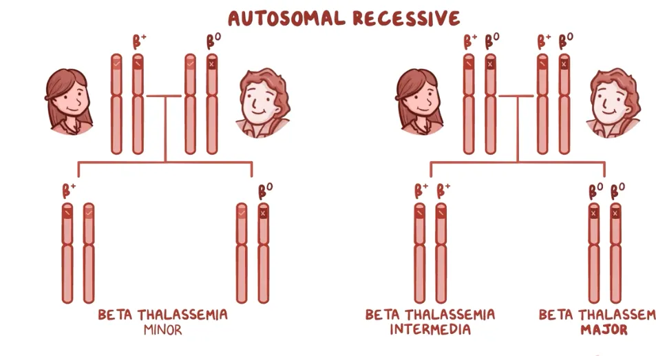 <p><span>Group of heterogeneous blood disorders where one of the globin</span><br><span>chains of hemoglobin has not been synthesized correctly.</span></p><p></p><ol><li><p>B+= reduced β chain synthesis</p></li><li><p>B0 = NO β chain synthesis</p></li></ol><p></p><p></p>