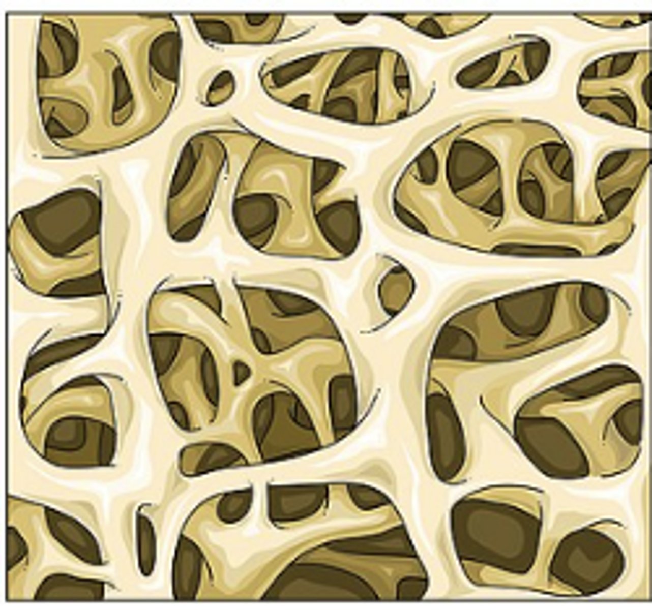 <p>Inner bone</p><p>Light weight, lattice like pattern</p><p>Compressive (force absorption)</p><p>Functional Unit: Trabeculae</p>
