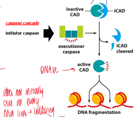 <p>DNA fragmentation and DNA ladder </p><ul><li><p>initiator caspase → executioner caspase activation → iCAD cleaved from the inactive CAD → active CAD → cleaves DNA </p></li></ul><p></p>