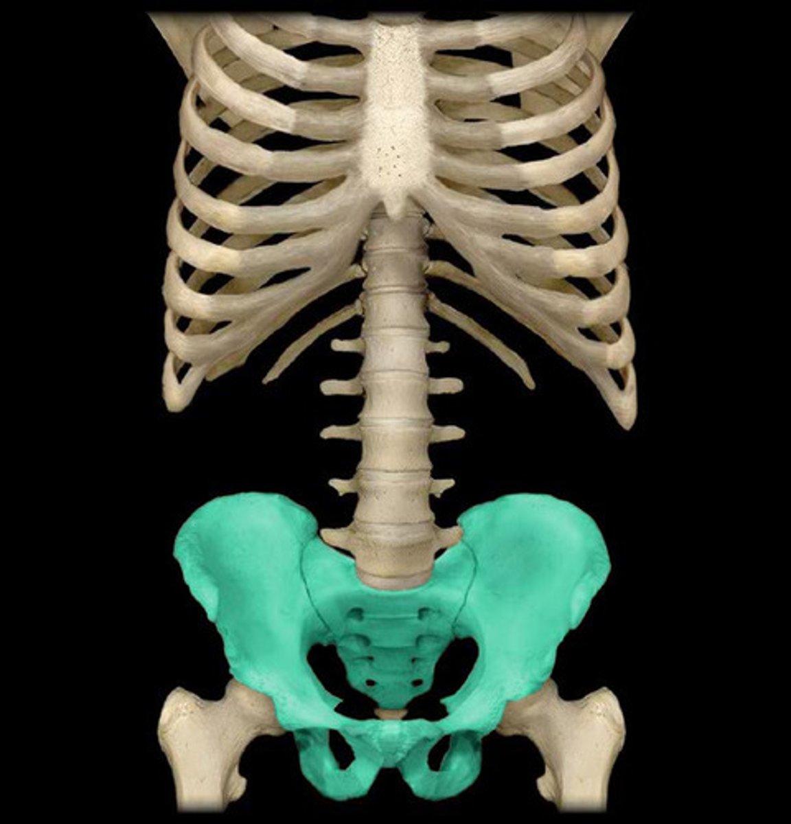 <p>illium, ischium, pubis</p>