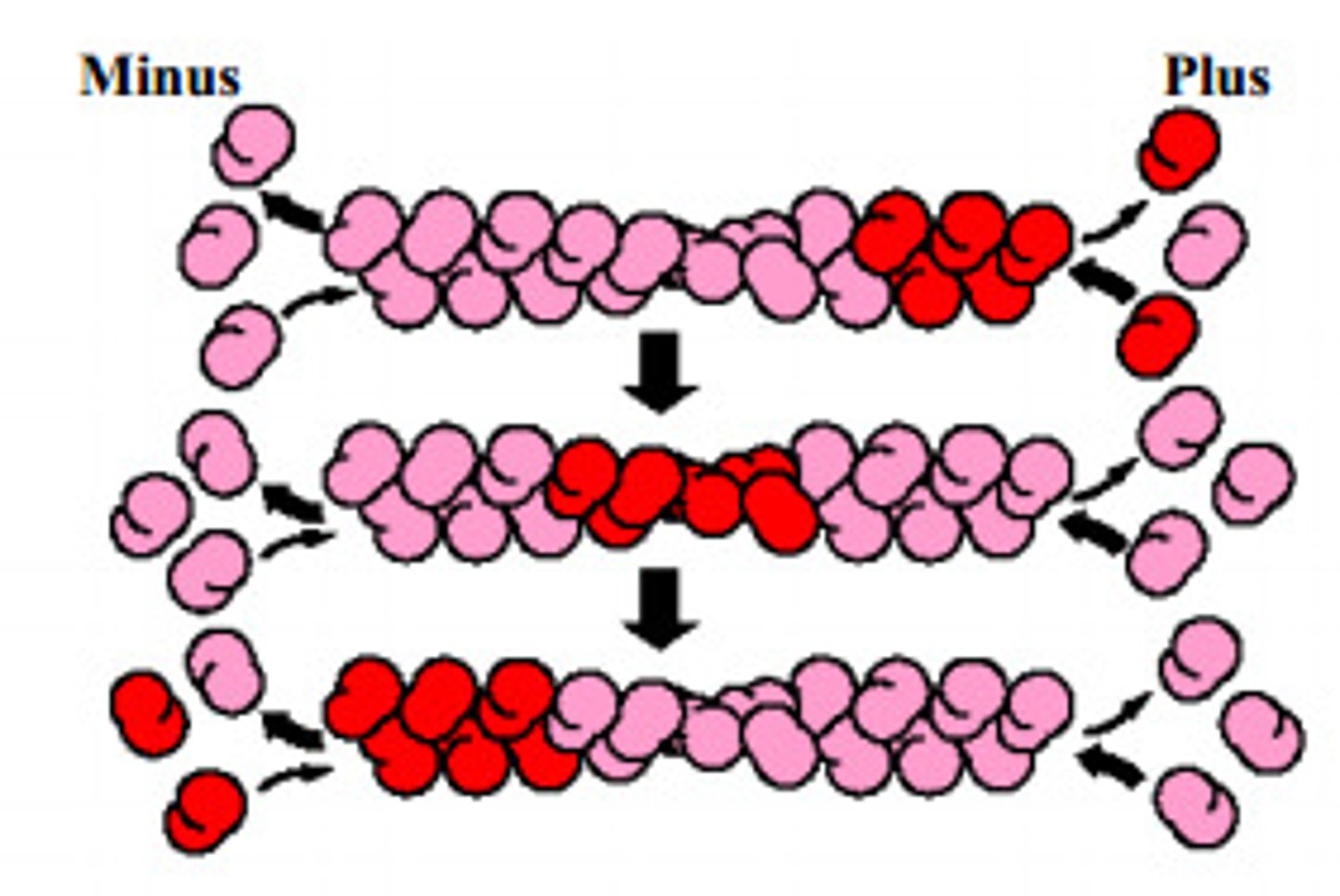 <p>What is treadmilling in microfilaments?</p>