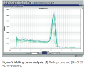 <p>Dit laat de verandering van het fluorescerende signaal zien wanneer dsDNA met daaraan dyes denatureert in ssDNA. De dyes laten dan los, wat voor een vermindering van het signaal zorgt. In de curve is (het verschil in) de fluorescentie (y-as) uitgezet tegen de temperatuur (x-as). Er kan dan gecheckt worden voor primer-dimers en de specificiteit van de reactie: bij 1 dunne, symmetrische piek zonder schouders is de reactie specifiek, omdat andere stoffen op een andere manier fluoresceren en een tweede piek zouden geven. Voor dit onderzoek is er een excitatiebron en detector nodig.</p><p>Belangrijk: alleen dyes die binden aan dsDNA kunnen gebruikt worden, en Taq-man probes kunnen dit niet!</p>