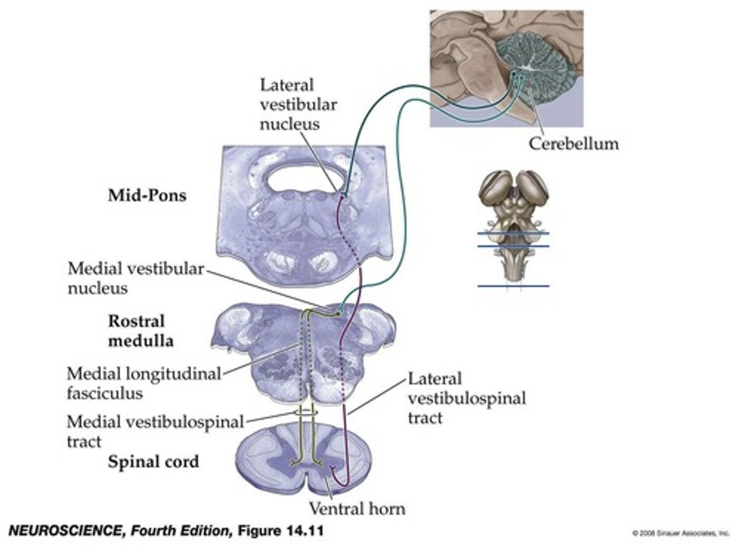 <p>They are important for postural adjustments (feedback control) and help prepare the body for adjustments before movements (feedforward control).</p>