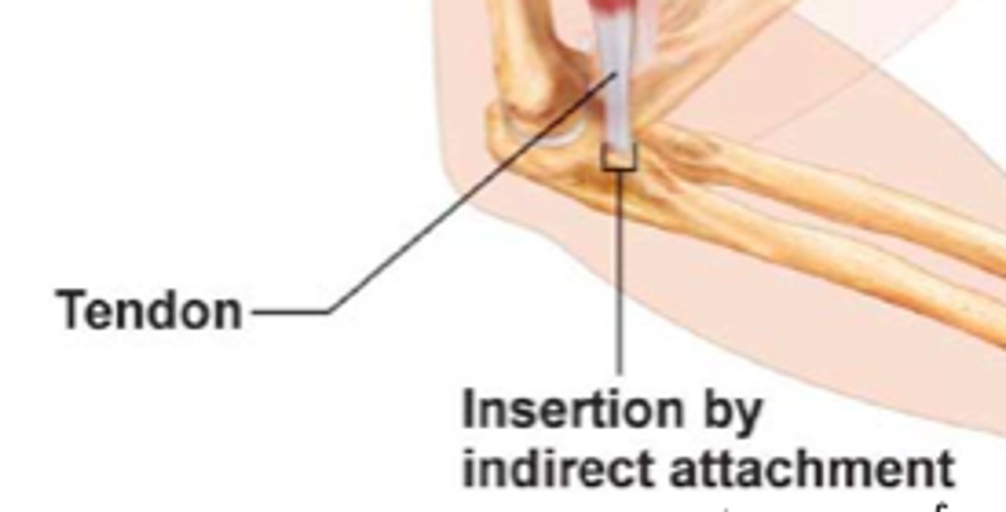 <p>typical, ct extends and forms tendon or aponeurosis, which attaches to peristeum or perichondrium</p>