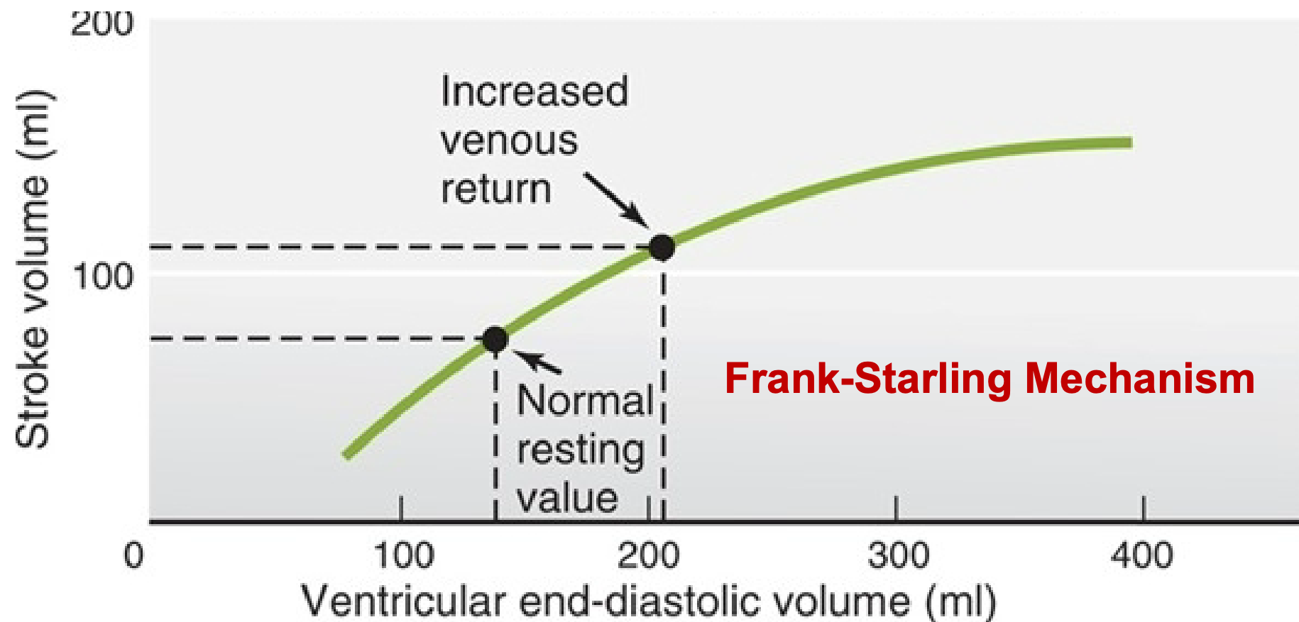 <ol><li><p>Increased EDV = increased contraction = increased stroke volume</p></li><li><p>Fill the heart more fully with blood</p><ol><li><p>Increased stretch of ventricle</p><ol><li><p>Stretch myocytes</p></li><li><p>Optimizes overlap between actin, and myosin filaments</p></li><li><p>SV increases</p></li></ol></li></ol></li></ol>