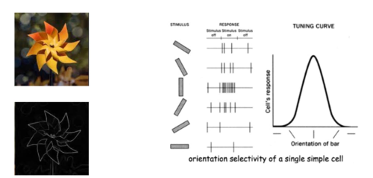 <p>Perception of a contrast between two adjacent areas of the visual field</p>