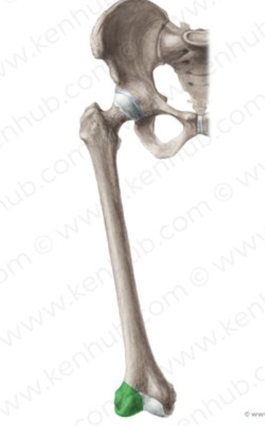 <p>Femur: Bone Location</p>