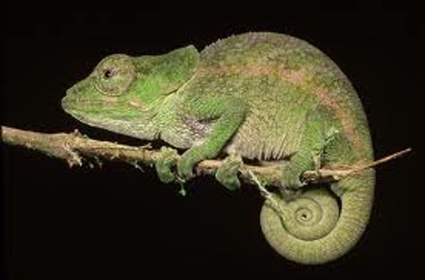 <p>/kəˈmiːliən/ (n)</p><p>​a small lizard (= a type of reptile) that can change colour according to what is around or near it</p>