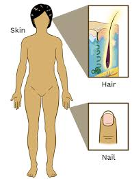<p>encloses body, sensory receptor site</p>