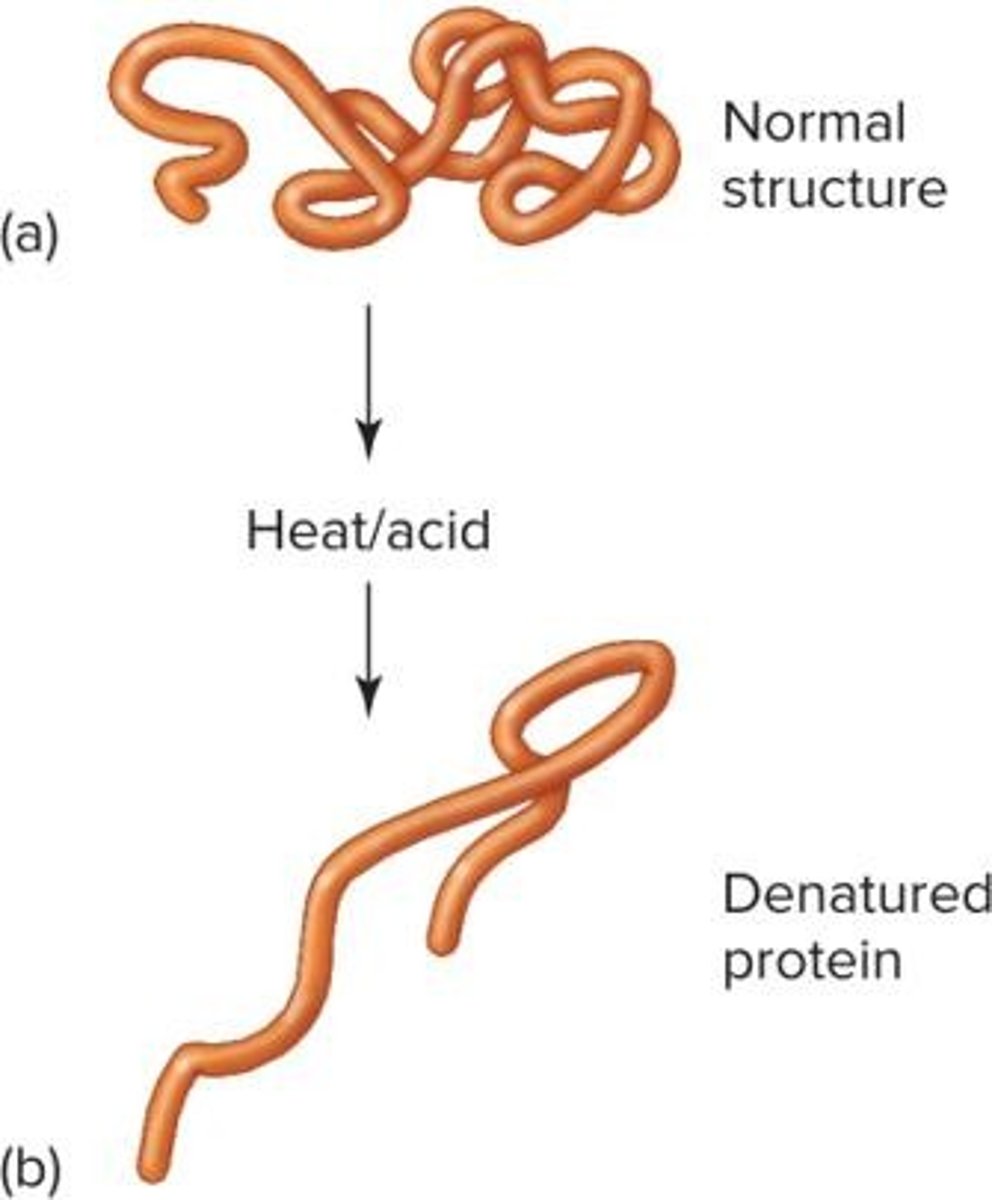 <p>Chemical bond linking amino acids in proteins.</p>