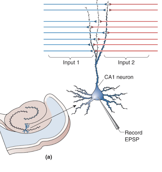 <p>Tetanus stimulation of presynaptic neurons within Schaffer collateral synapse (CA3 → CA1) causes what to happen? (2)</p>