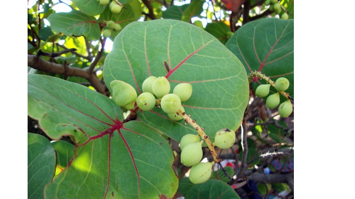 <p><span>Which of the following is NOT an adaptation these leaves exhibit to a coastal habitat?</span></p><ul><li><p>Waxy Cuticle</p></li><li><p>High Lignin content</p></li><li><p>High surface area to volume ratio</p></li><li><p>High abundance of fibers</p></li></ul><p></p>