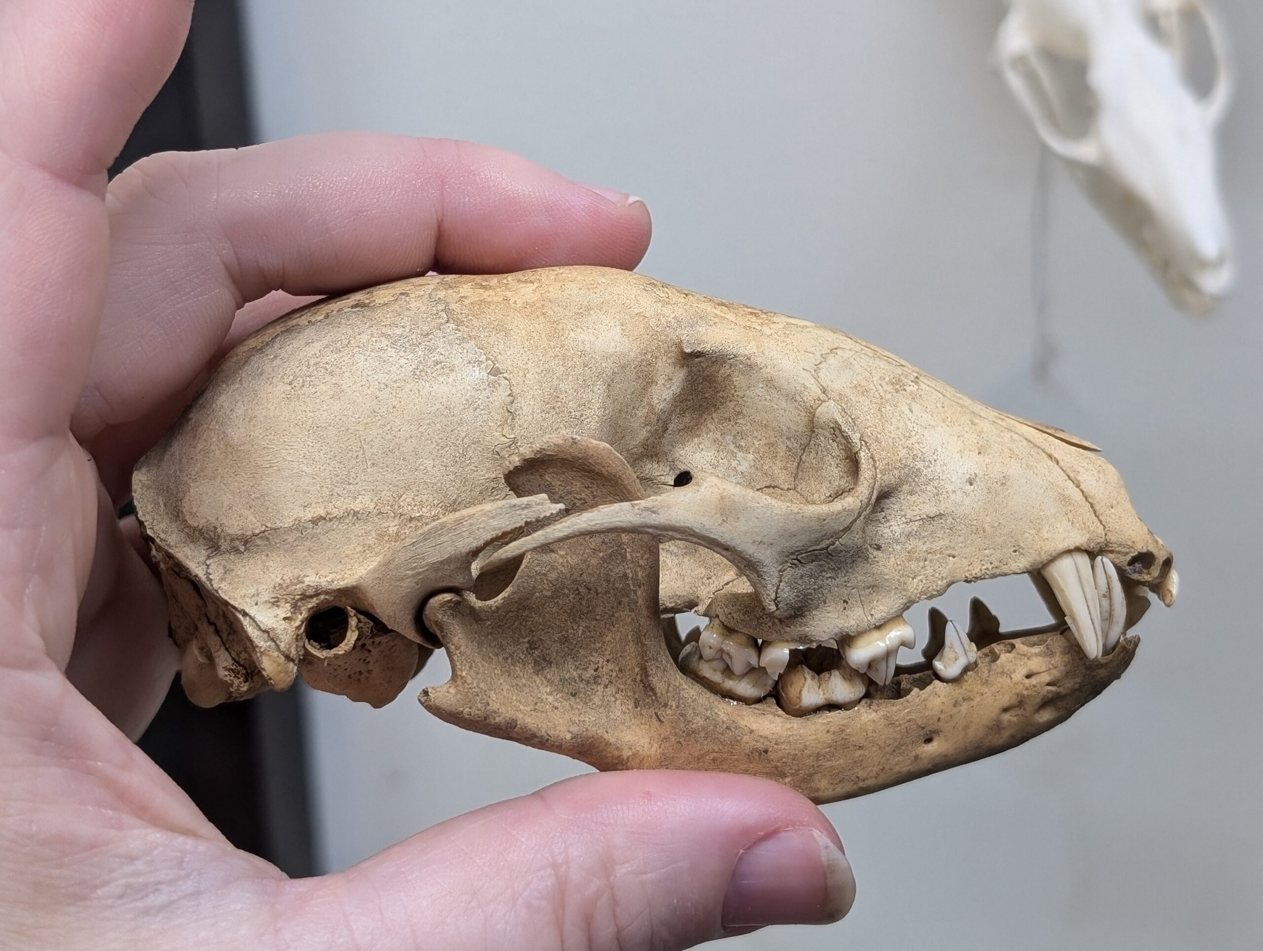 <p><u>Skull</u>: short rostrum, no sagittal crest</p>
