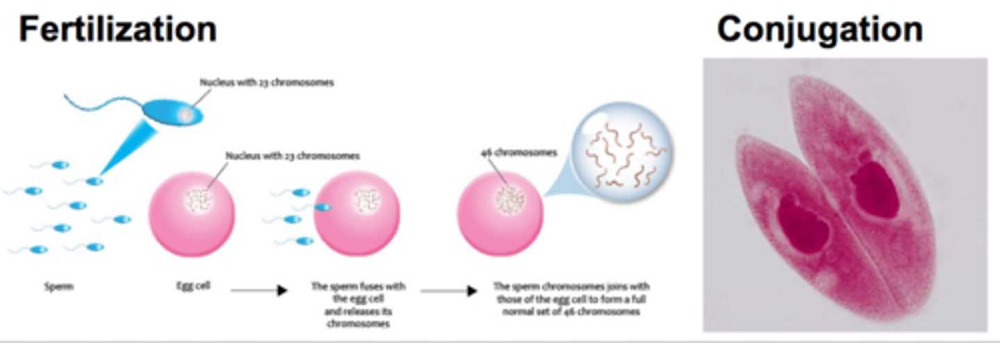 <p>Examples of this type of reproduction include conjugation, meiosis, fertilization, and pollination</p>