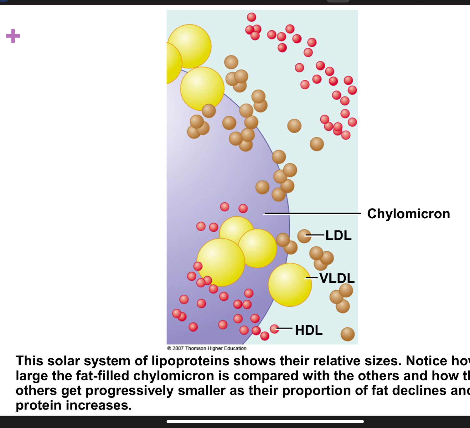 <ol><li><p>chylomicrons</p></li><li><p>Very-low-density proteins VLDL</p></li><li><p>low-density proteins LDL</p></li><li><p>High-density lipoproteins HDL</p></li></ol><p>(deacr. order of fat content)&nbsp;</p><p></p>