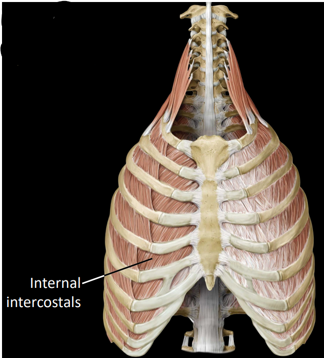 <p>fibers that run inferolateral to superomedial</p><ul><li><p>depresses rib during forced exhalation (compress/contract thorax)</p></li></ul><p></p>