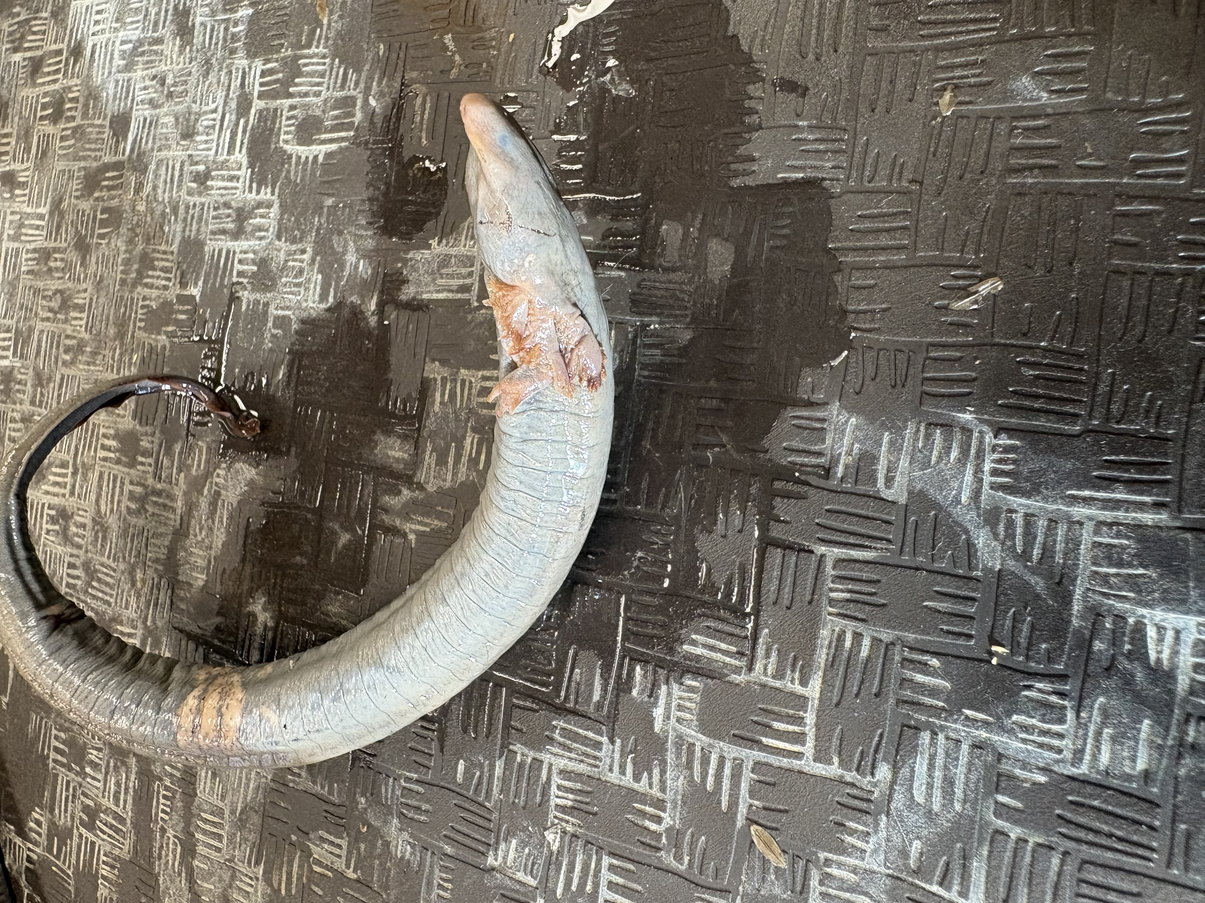 <p>Only one in ky, no rear limbs, SGCN</p>