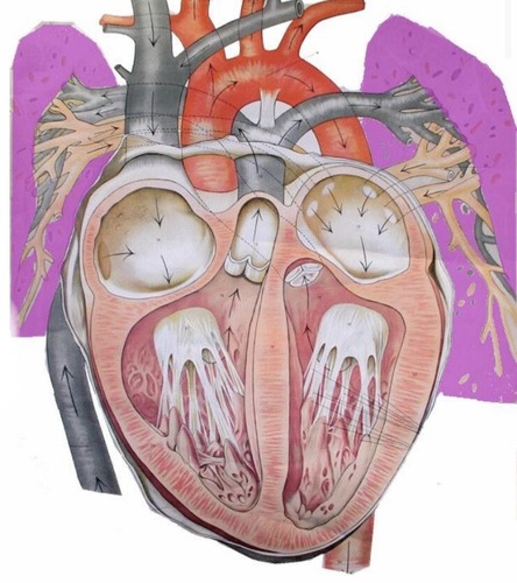 knowt flashcard image