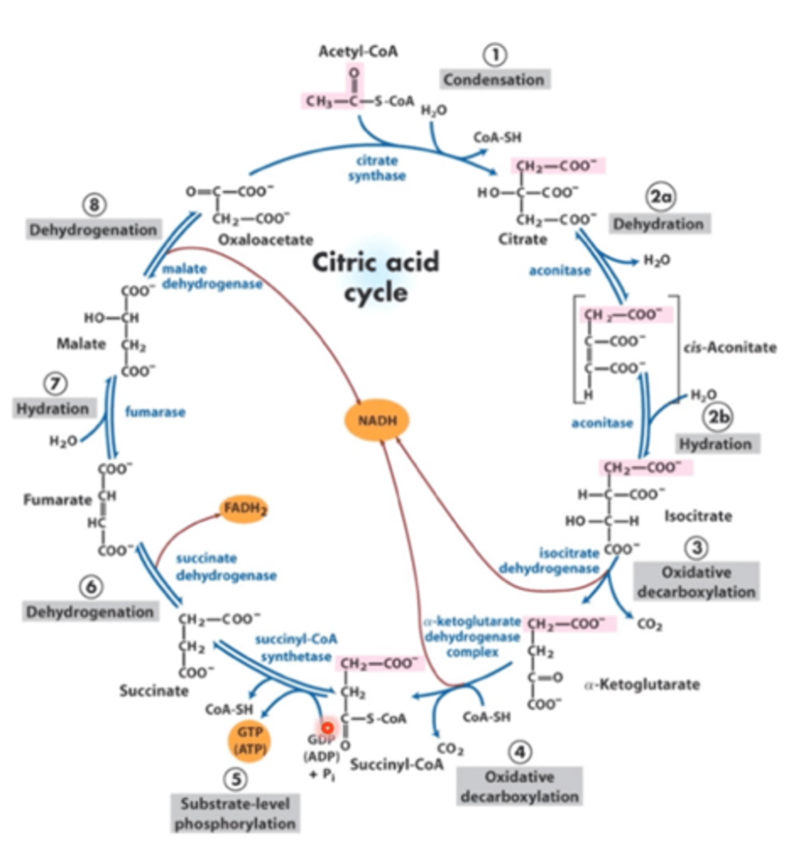 <p>Ciklas, kuriame specifiniuose keliuose susidarę metabolitai patenka į bendrą metabolinį kelią (visos mūsų makromolekulės -aminor., baltymai, gliukozė...-apsijungia acetil-KoA susidarymo reakcijoje, atitinkamai Acetil-KoA bus tas metabolitas, kuris Krebso cikle kondensuosis su oxalacetatu ir pradės Krebso ciklą susidarant citratui). KC vyksta mitochondrijų matrikse. Krebso ciklas vyksta 2 kartus, nes iš 1 gliukozės susidaro 2 piruvatai</p>