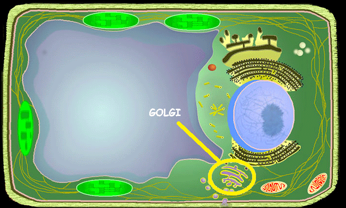 <p>Golgi Apparatus</p>