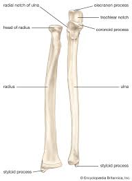 <p>Articulates with the capitulum to allow forearm rotation.</p><p></p>