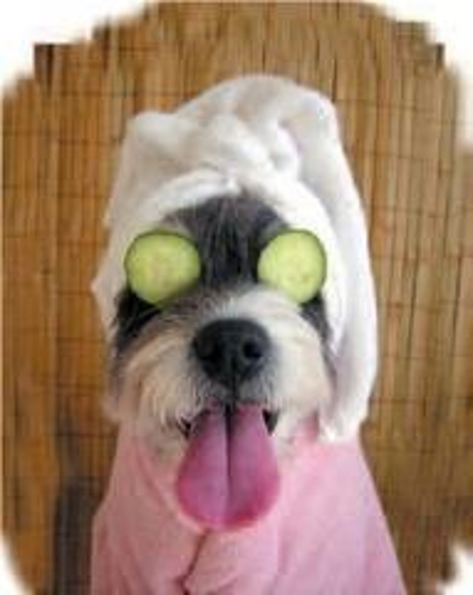 <p>Nuông chiều,cưng chiều</p>