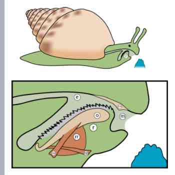 <p>Mollusks (Radula)</p>