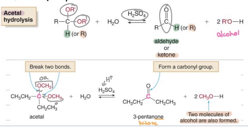 <p> acetal → aldehyde or ketone + alcohol</p>