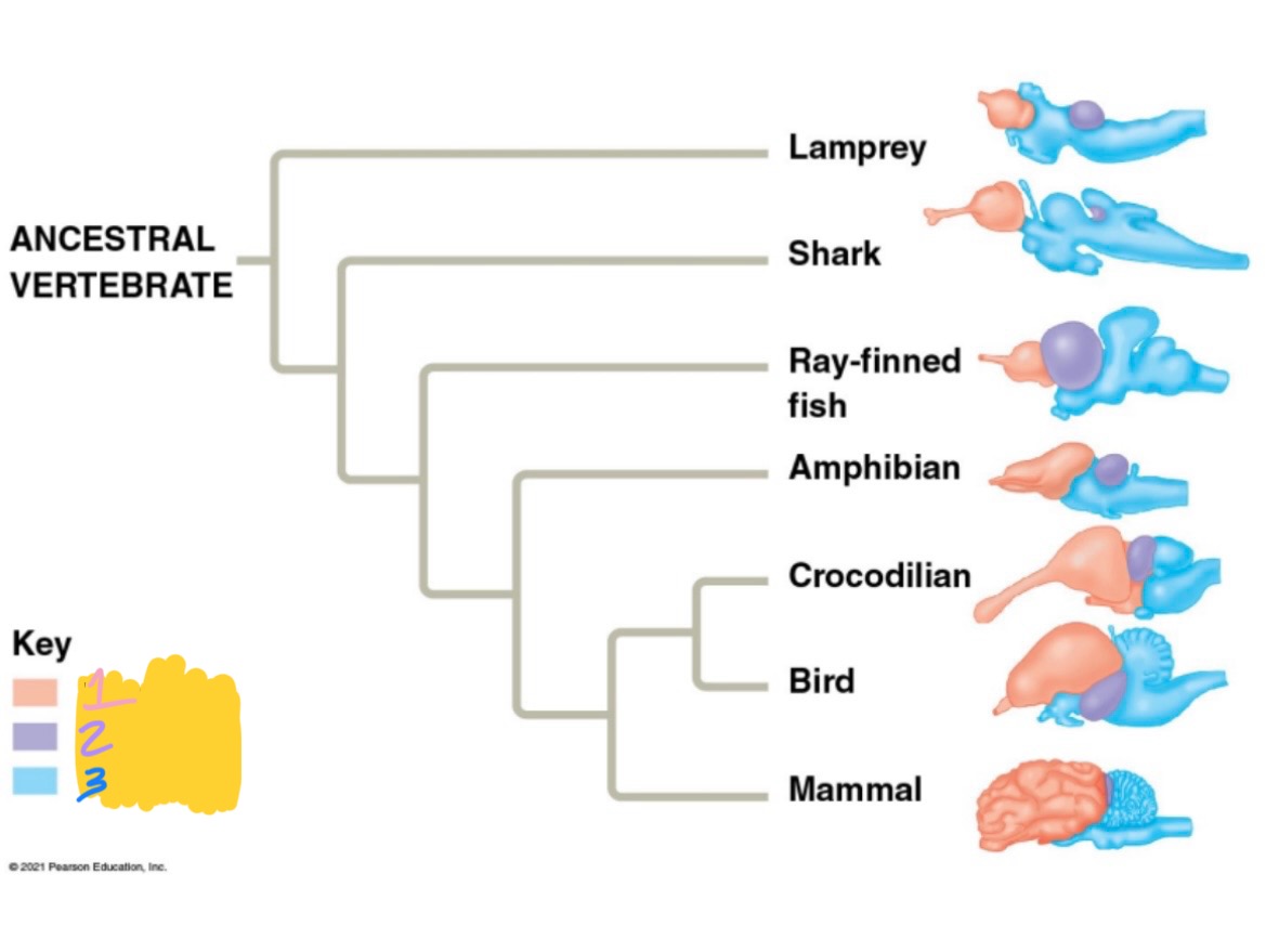 <ol><li><p>?</p></li><li><p>?</p></li><li><p>?</p></li></ol><p></p><p>Midbrain, hindbrain, forebrain&nbsp;</p>