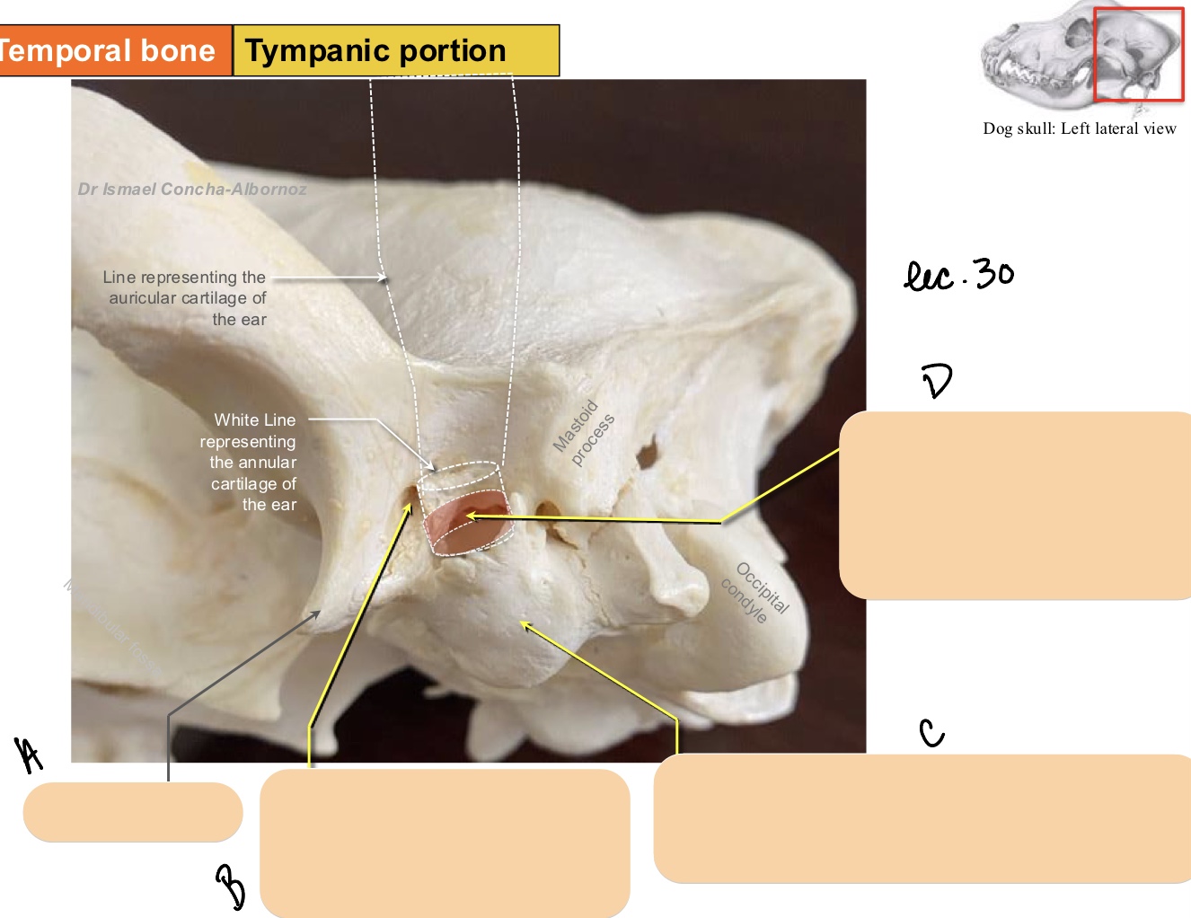 <p>Name the structure(s) indicated by a, b, c, and d.</p>