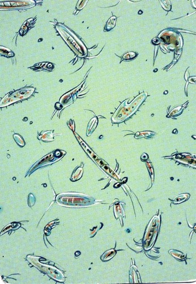 <p>diverse group of mostly microscopic photosynthetic organisms that drift in marine and freshwater systems and serve as a food source for larger aquatic organisms</p>