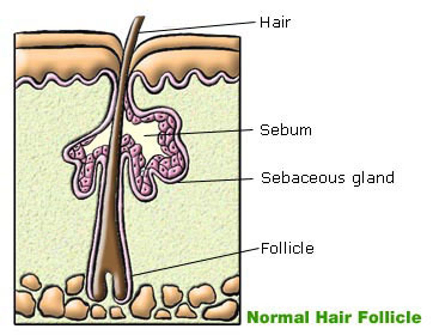 <p>they secrete oil</p><p>lubricate cover hair follicle and skin with sebum for protection</p>