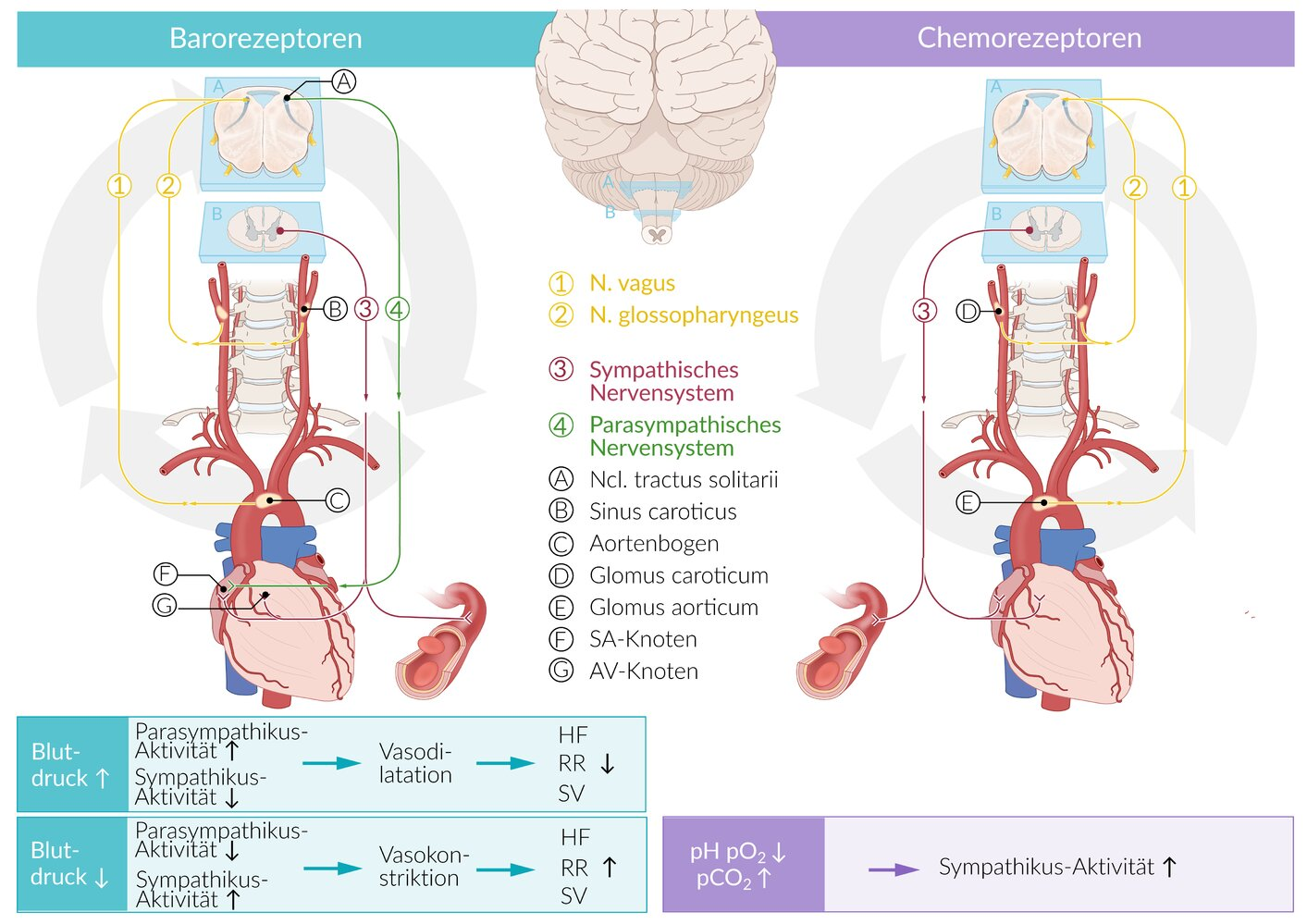 <p>E. Transient fluid absorption into the capillaries</p>