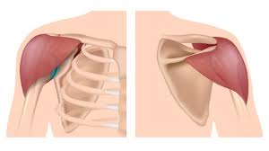 <p>Identify this muscle:</p>