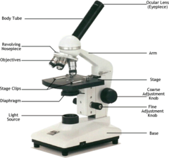 <p>Light microscopes, also known as compound microscopes, are used to study stained or living cells. They can magnify the size of an organism up to 1,000 times.</p>