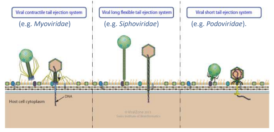 <ul><li><p>Tailed bacterial viruses <strong>(bacteriophages) enter host cells </strong>by <u>piercing host envelope with their tail</u></p></li><li><p>Delivery into cytoplasm requires <strong>ejection of viral genome from icosahedral capsid</strong> through <u>tail tube and/or channel</u></p></li></ul><p></p>
