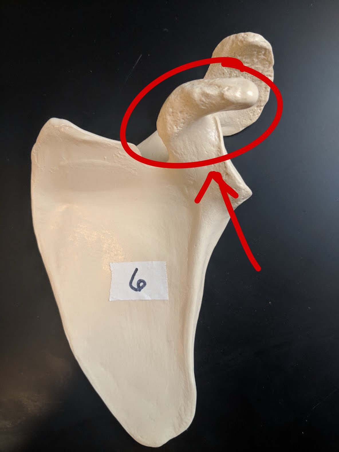 <p>Name this structure</p>