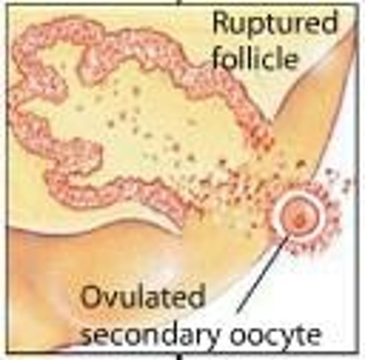 <p>The release of an oocyte from the ovary.</p>