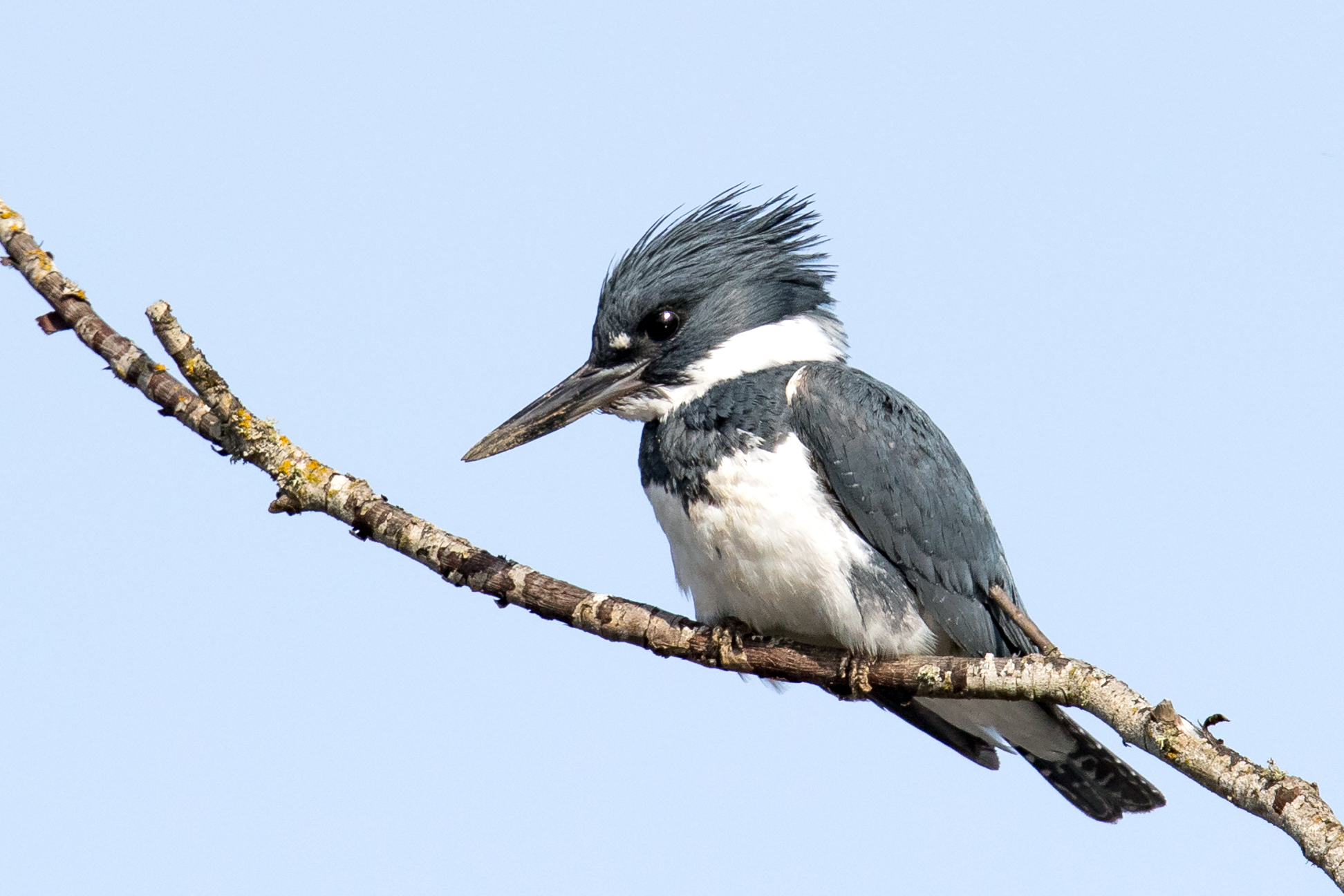 <p>exhibits sexual dimorphism (female has reddish band on belly)</p>