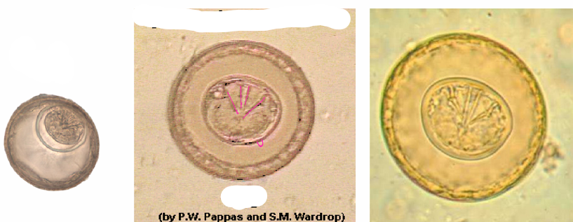 <p>what specie, stage</p>