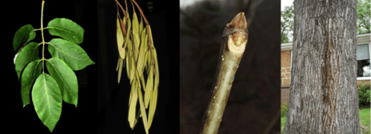 <p>Leaves: opposite, pinnately compound with 7 serrate to entire leaflets that are ovate to somewhat lanceolate, 8 - 12" long, essentially hairless, green above and slightly paler below. Often purple in fall</p><p>Twigs: stout, gray-olive-green, hairless, leaf scars round at the bottom, notched at the top, with lateral buds in the notch; leaf scars are deeply notched (U-shaped) across the top (not like green ash, which is shield shaped).</p><p>Buds: terminal bud is large, brown, with leathery scales and flanked by two lateral buds</p><p>Fruit: dioecious, flattened winged samara borne in clusters. Wing covers less than half of seed length.</p><p>Bark: tight, interlacing diamond-shaped pattern of ridges and furrows. May have white patches (fungal) on bark of woods grown trees. Bark is cork colored when chipped.</p><p>Form/Silvics: Occurs in bottomland forests along streams, slopes, base of bluffs, upland and rocky woods, and glades; whereas green ash favors streams, borders of swamps and ponds</p>