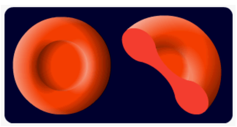 <p>Red blood cells:</p><ul><li><p>contain haemoglobin &amp; made in the bone marrow</p></li><li><p>large surface area to volume ratio due to biconcave disc shape → oxygen can diffuse quickly into cells &amp; bind quickly to haemoglobin</p></li><li><p>lack organelles, so there is more room for haemoglobin</p></li><li><p>their size &amp; shape mean they can squeeze through capillaries &amp; transport oxygen extremely close to cells</p></li></ul><p></p>