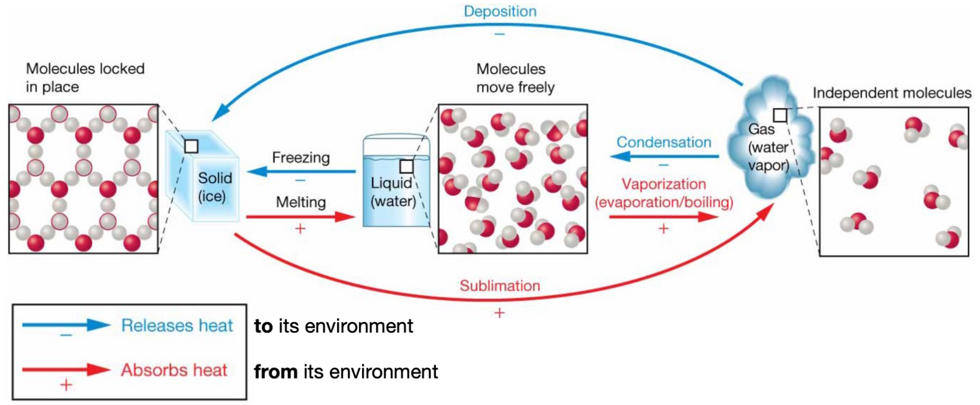 <ul><li><p>Deposition.</p></li><li><p>(-) releases heat <strong>to</strong> the environment. </p></li></ul><p></p>