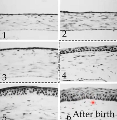 <p>2 rounds of corneal epithelium thickening</p><ol><li><p>when eye lids first start to open, mid-gestation/in utero → 4 cells thick</p></li><li><p>immediately after birth, by 6 months (4-6 cells)</p></li></ol><p></p>