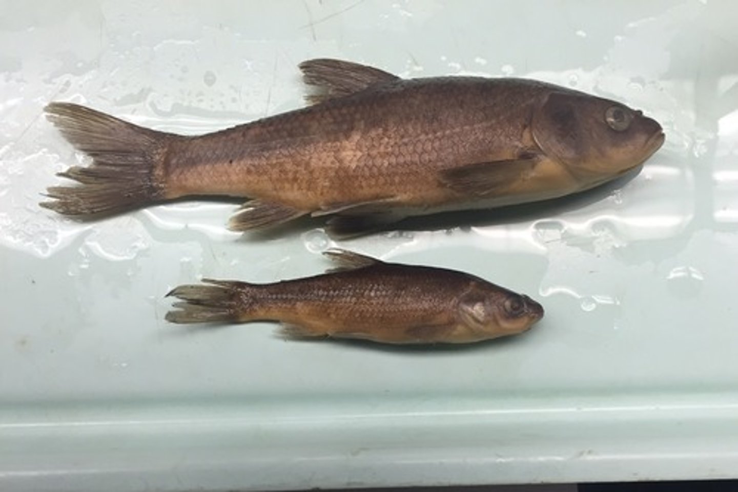 <p>Tui chub</p><p>-fat, wide caudal peduncle</p>